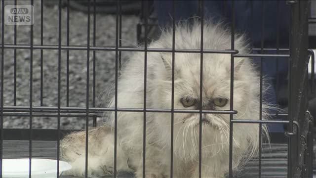 劣悪な環境で飼育か 男女を逮捕 マンションでネコ10匹とイヌ1匹 感染症など衰弱