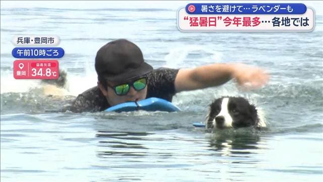 “猛暑日”今年最多…各地では 暑さを避けて…ラベンダーも