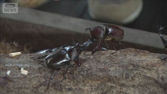 自慢のカブトムシ集結 富山・立山町でチャンピオン大会