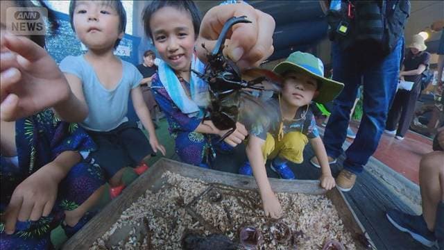 カブトムシチャンピオン大会 自慢のカブトムシ持ち寄り 優勝は8.2cmの特大サイズ 富山