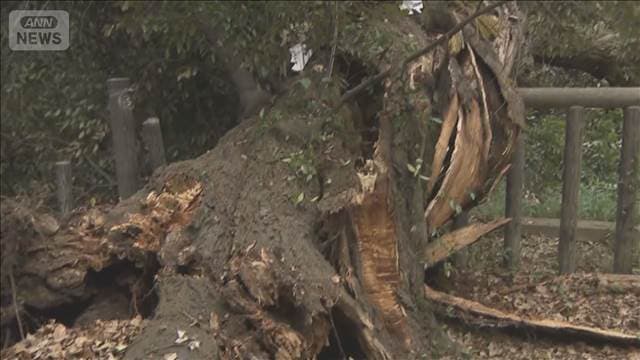 京都・下鴨神社のご神木倒れる　樹齢450年