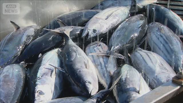 気仙沼カツオ豊漁、4日間で昨季の6割超の水揚げ　「日本一」奪還狙う　価格は2割安