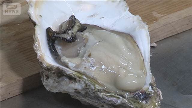 「岩カキ」出荷ピーク　重さ1キロも　今年は生育がとても順調　熊本