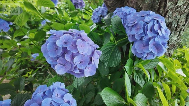絶景 池一面に広がる紫陽花「水中華」梅雨彩る“花の絨毯”に殺到 茨城・雨引観音