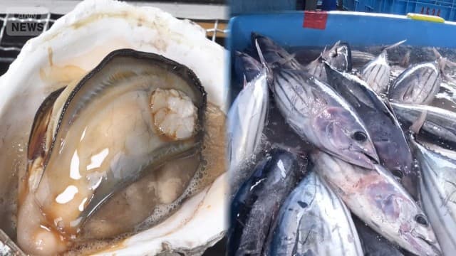 “不漁一転”カツオ豊漁なぜ？　旬の岩ガキは特大サイズ