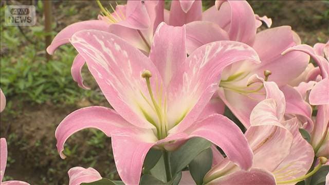 初夏を彩るユリの花が見ごろ 色とりどり24品種4700本　富山