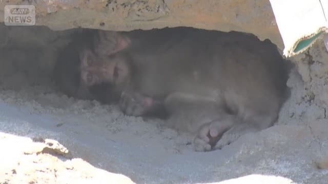 真夏のパンチくん 大人気で暑さ対策強化…40℃迫る街の名物うどんは厨房が「地獄」