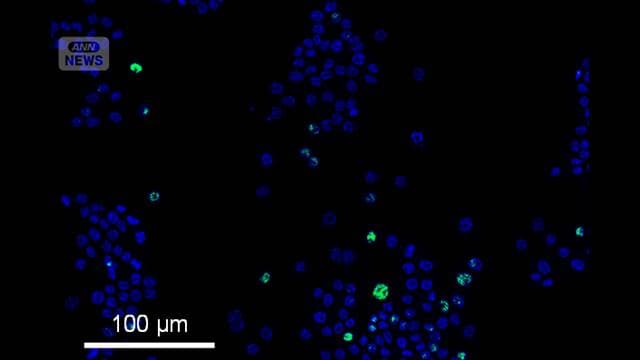 タウリンが「老化細胞」を除去　大正製薬が研究成果を発表