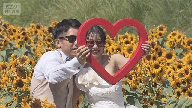 雄大な山々に囲まれひまわり40万本が満開　山梨・北杜市