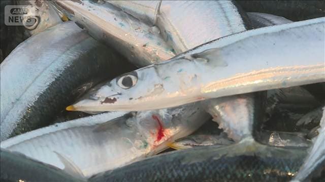 サンマ「棒受け網漁」解禁　資源量は昨年の4割、1匹100グラムと小ぶりが多く