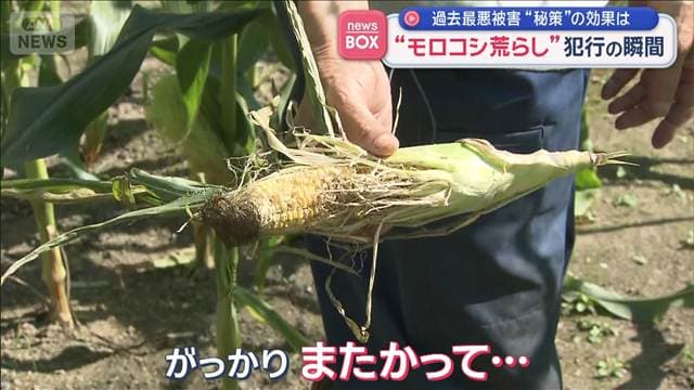 憎い！トウモロコシ荒らし犯行の瞬間　“秘策”の効果は…「相手の方が一枚上」