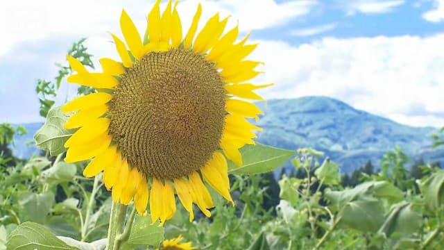 夏の絶景“50万本のヒマワリ”倒れる…でも訪れた人が笑顔のワケ