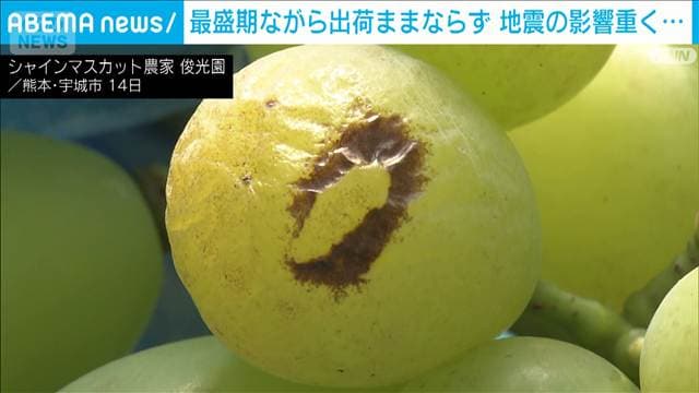 熊本・宇城市のシャインマスカット農家の苦悩　出荷のピークと自宅の片付け