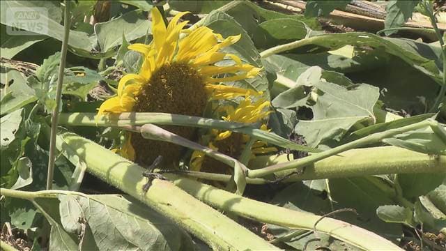 ヒマワリ畑　ゲリラ雷雨で50万本壊滅　倒れた花を持ち帰り可能に　新潟・津南町