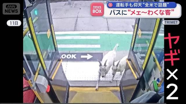 バスに“メェ～わくな客” 地元で知られたヤギ兄弟「脱走のプロ」