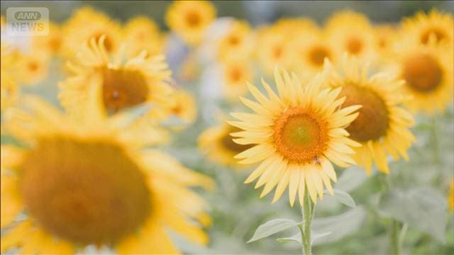 黄色い夏の風物詩　55万本のヒマワリ見ごろ　神奈川・座間市