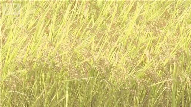 今秋収穫のコメの仮渡し金が大幅下落　6月の民間在庫量243万トン　過去最大でコメ余り