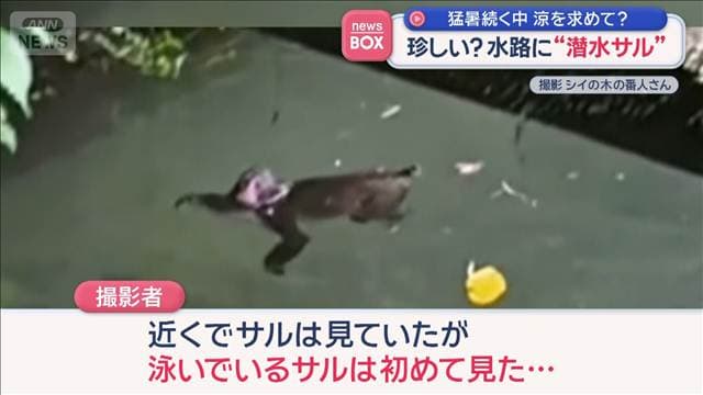 珍しい？　水路に“潜水サル”猛暑続く中 涼を求めて？