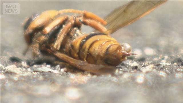 登校中の児童11人がハチに刺され救急搬送　広島・庄原市