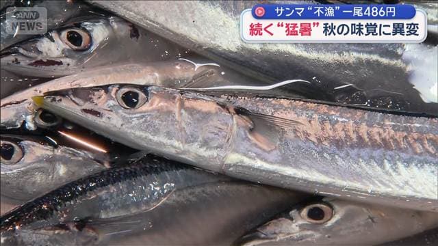 続く“猛暑” 秋の味覚に異変…サンマ“不漁”1尾486円　カボチャ収穫が大幅前倒し