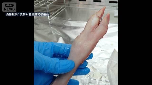 家畜の感染症「口蹄疫」の感染力あるウイルス初検出