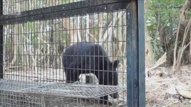 クマ対策、カメラ異例の500台　AIが判別しアラート　神戸市