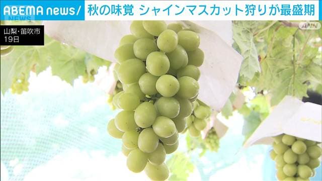 秋の味覚　シャインマスカット狩りが最盛期　山梨・笛吹市