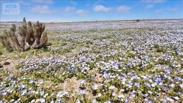海水温上昇エルニーニョの影響で激しい雨…“世界で最も乾燥した砂漠”が花畑　チリ