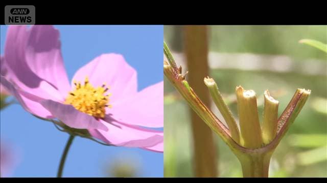 “100万本の絶景”荒らされる　コスモス畑が「ほぼ全滅…」一体何が？