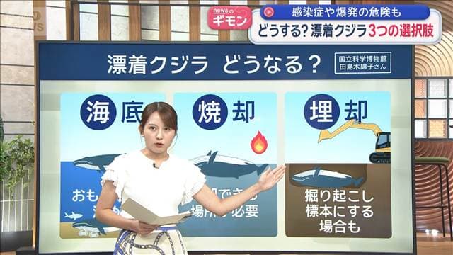 どうする？“漂着クジラ”3つの選択肢　感染症や爆発の危険も