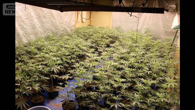営利目的で大麻草を栽培か　群馬県警がベトナム国籍の容疑者を逮捕
