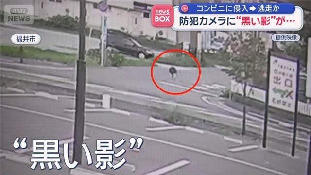 「獰猛な感じ」防犯カメラに“黒い影”が…　コンビニに侵入し逃走か