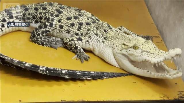 “最大級”ワニを無許可飼育か　男逮捕　成長すると5メートルにも