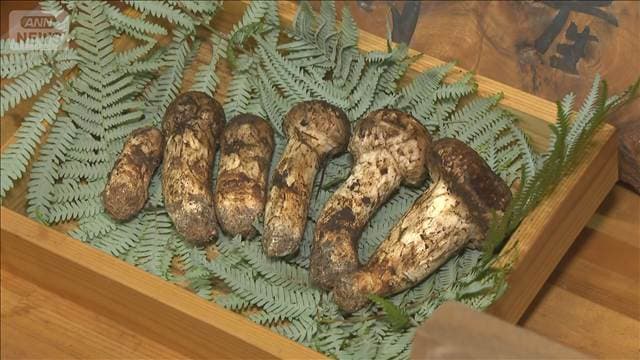 兵庫・丹波マツタケ初競り　過去最高値6本110万円で地元旅館が落札　豊作に期待　