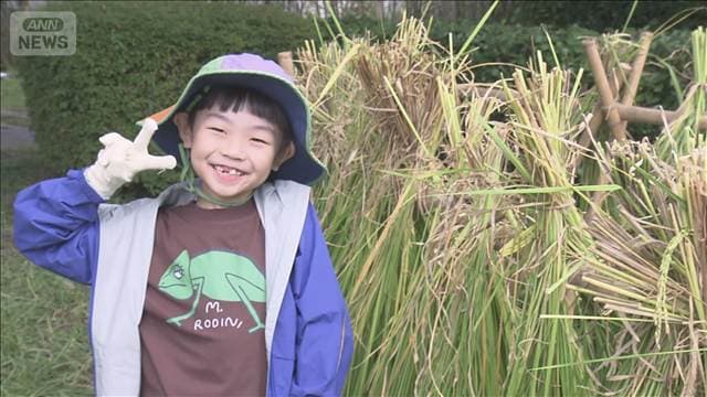 六本木ヒルズ屋上で恒例の稲刈り 今年で22回目　子どもたち約120人が収穫