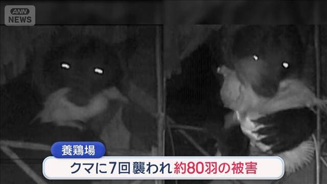 襲撃7回…80羽襲われる　設置カメラに“黒い影”ヒグマの光る眼　北海道