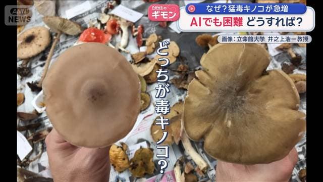 AIでも判別困難…人気観光地に猛毒キノコ急増