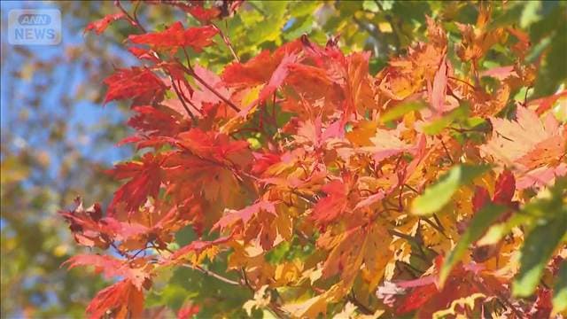 連休控え 紅葉が見ごろに　各地でこの秋一番の冷え込み