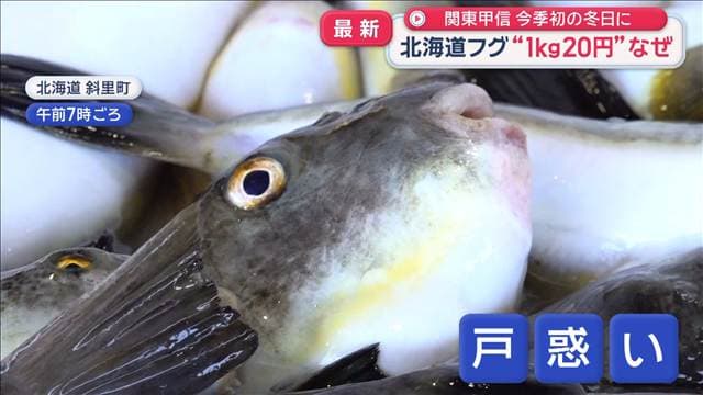 関東甲信　今季初の冬日に　北海道でフグ豊漁“1キロ20円”驚きの価格なぜ？