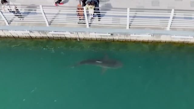 「迷いサメ」見ようと100万人超…実は“絶滅危惧種”ナゼずっといる？　韓国