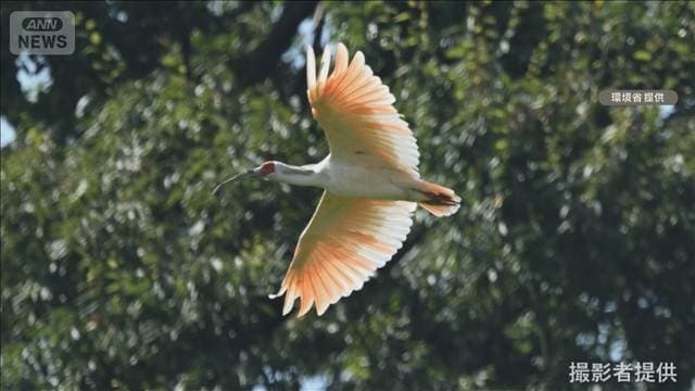滋賀にトキ“初飛来”　佐渡島から300キロ超の旅　田でえさ捕る様子