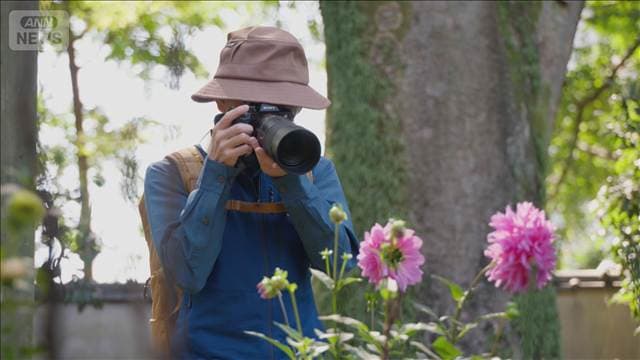 江戸情緒の景観「上野東照宮」で秋の彩り　色鮮やかなダリア　東京・台東区