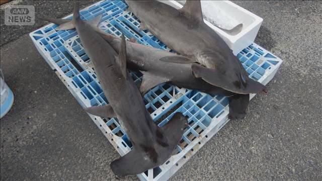 鳥取県のサメによる漁業被害額が3倍に　網など食い破られる　エサのブリなど増加で