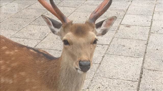 奈良のシカ、過去最多1687頭　公園あふれ出る　県がクラファンで生育環境整備費募る