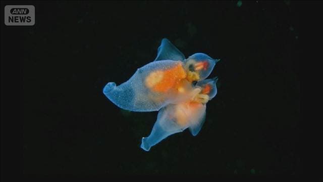 世界で6種目のクリオネ　オスとメスがペアで行動　日本の研究グループが報告　　　
