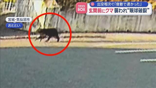 玄関前にクマ…襲われ“眼球破裂”　出没相次ぐ「俊敏で速かった」