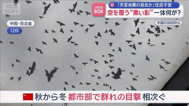 「天変地異の前兆か」空を埋め尽くす“黒い影”　正体は無数のカラス