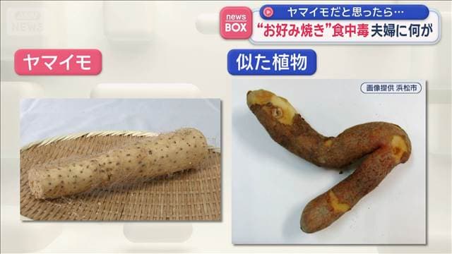 “お好み焼き”で食中毒　夫婦に何が　ヤマイモだと思ったら…危険な植物