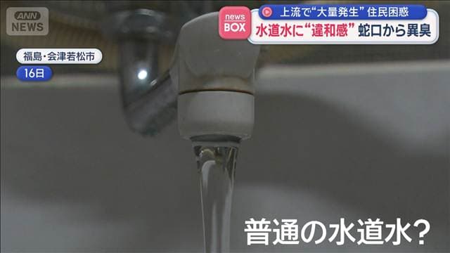 水道水に“違和感”蛇口から異臭　上流で“大量発生”住民困惑