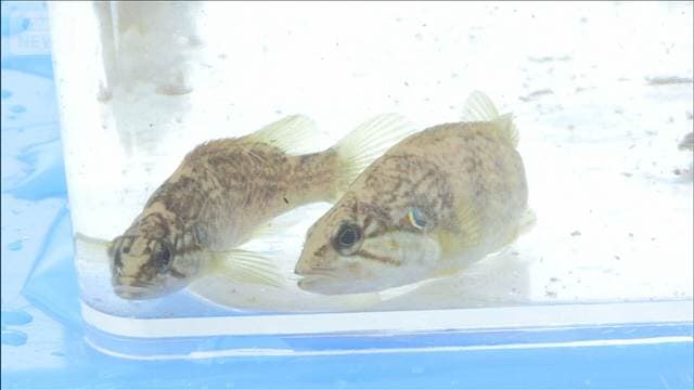 特定外来魚「コウライオヤニラミ」1尾400円で買い取り　食べる活用も…味は？　宮崎県